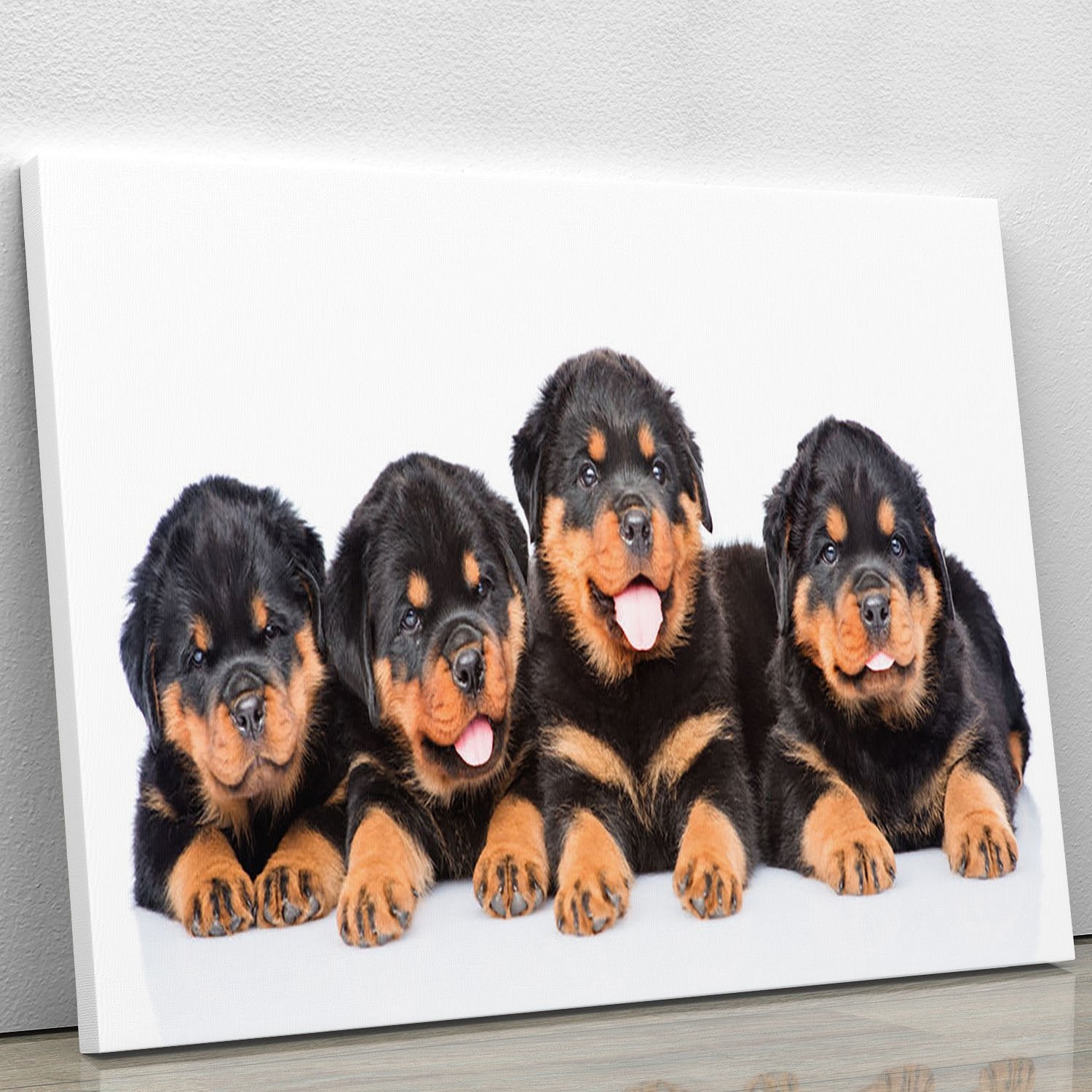 Group of puppies Rottweiler Canvas Print or Poster