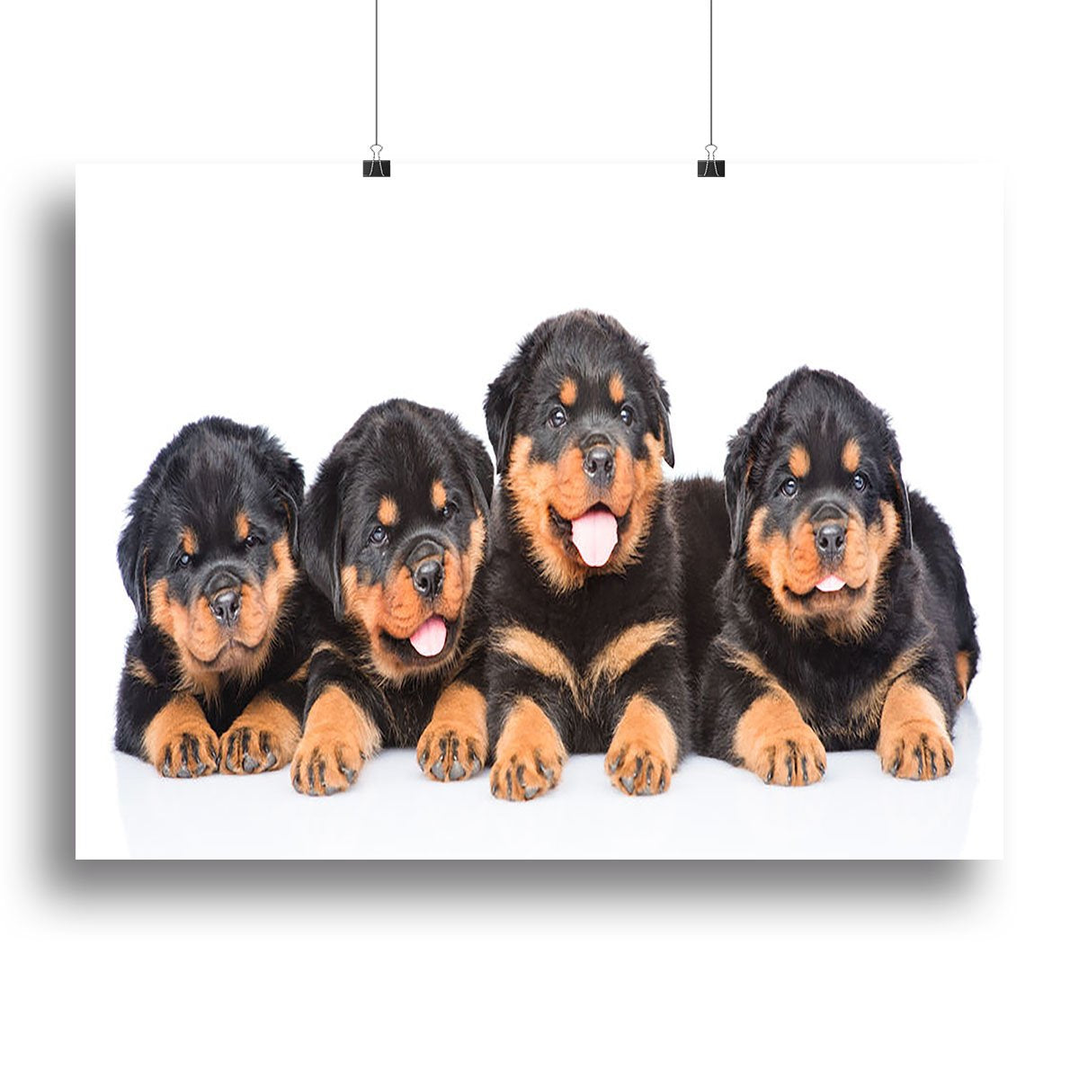Group of puppies Rottweiler Canvas Print or Poster