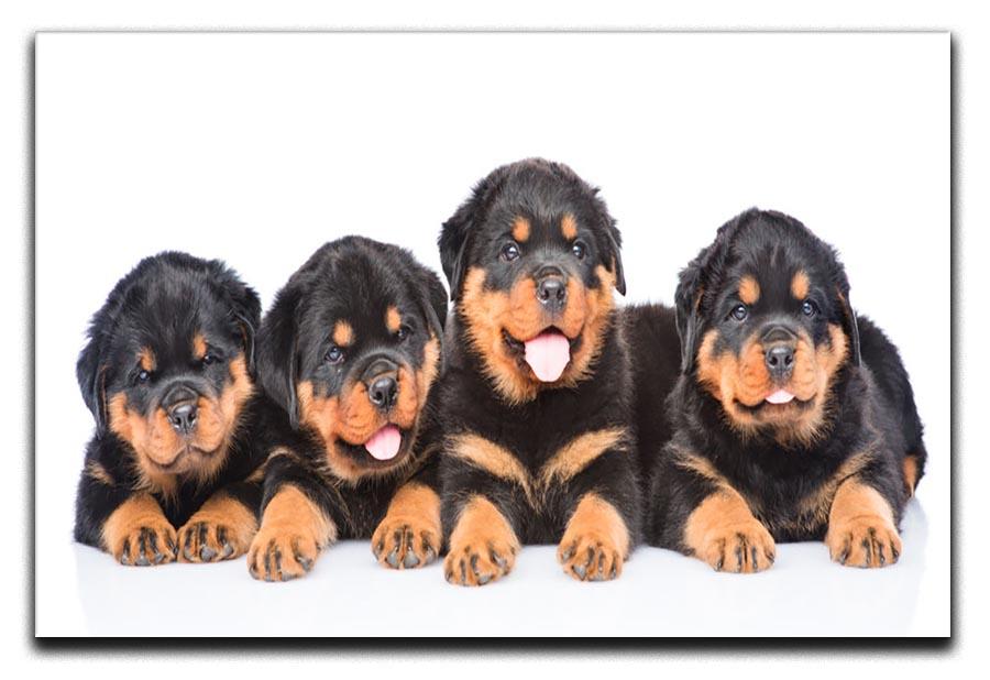 Group of puppies Rottweiler Canvas Print or Poster - Canvas Art Rocks - 1