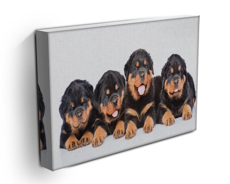 Group of puppies Rottweiler Canvas Print or Poster - Canvas Art Rocks - 3