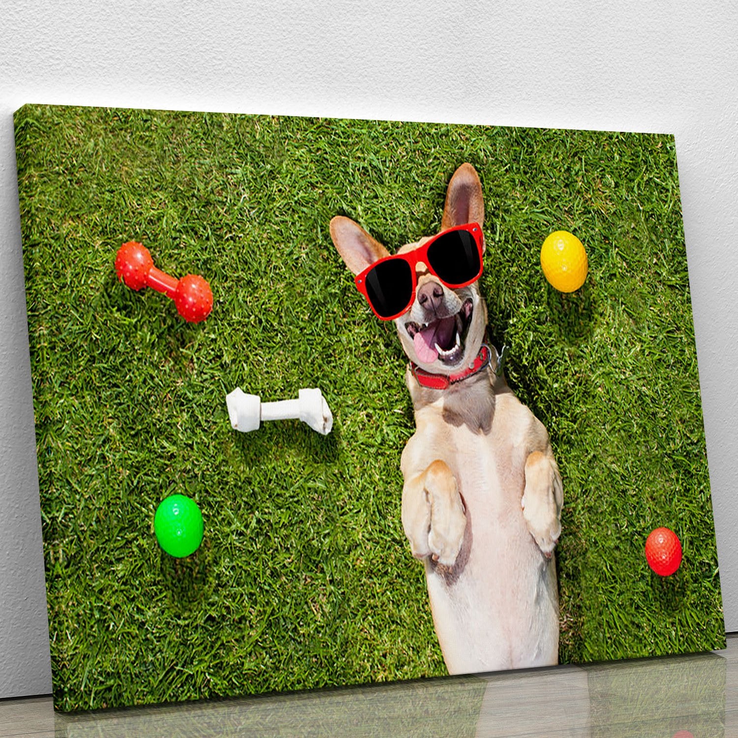 Happy chihuahua terrier dog in park Canvas Print or Poster