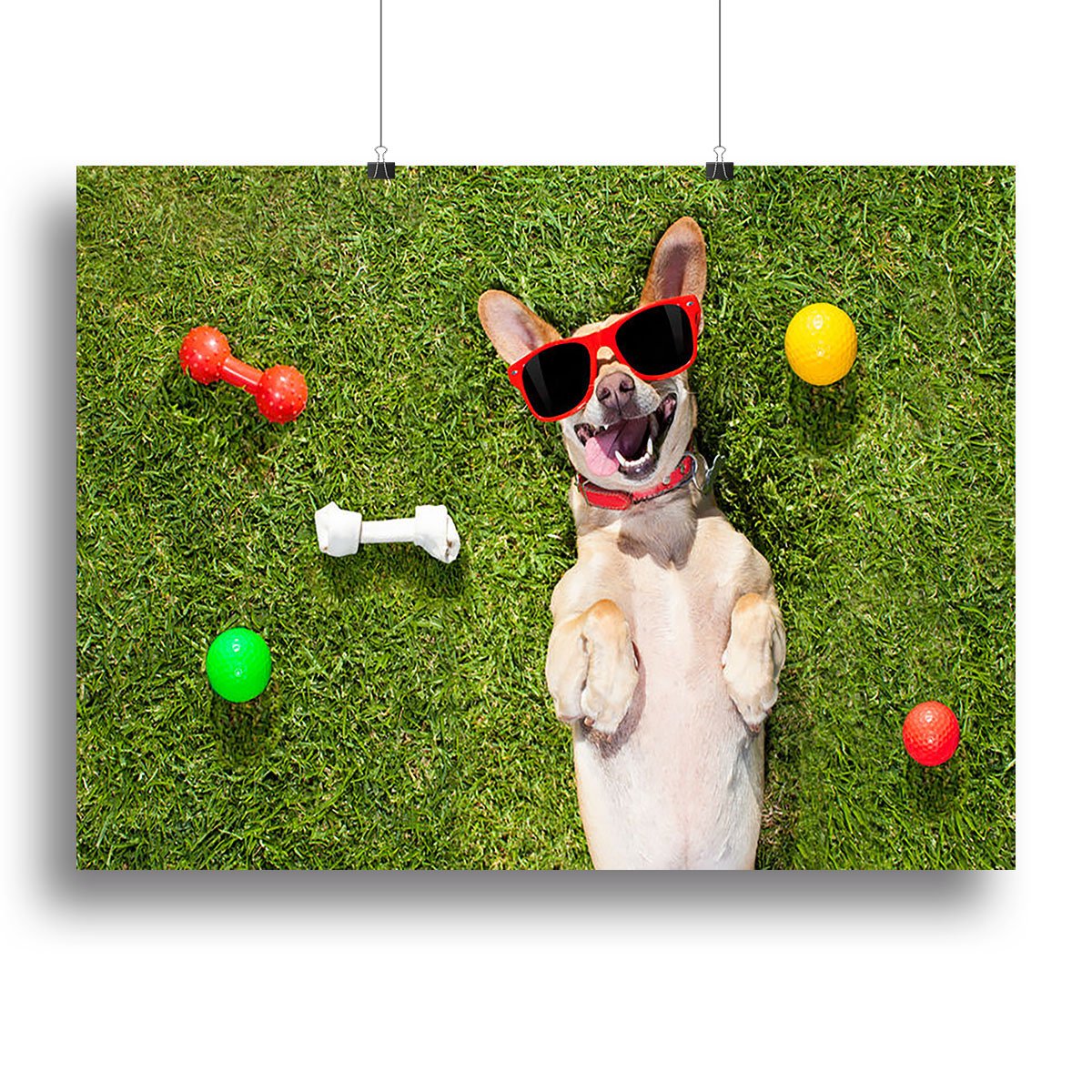 Happy chihuahua terrier dog in park Canvas Print or Poster