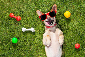 Happy chihuahua terrier dog in park Wall Mural Wallpaper - Canvas Art Rocks - 1