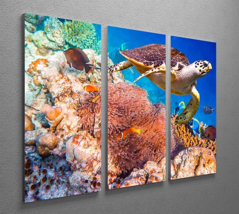 Hawksbill Turtle 3 Split Panel Canvas Print - Canvas Art Rocks - 2