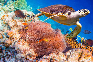 Hawksbill Turtle Wall Mural Wallpaper - Canvas Art Rocks - 1