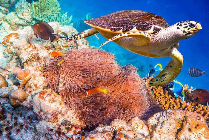 Hawksbill Turtle Wall Mural Wallpaper