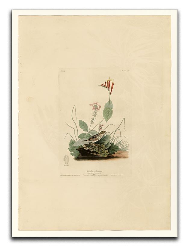 Henslows Bunting by Audubon Canvas Print or Poster - Canvas Art Rocks - 1