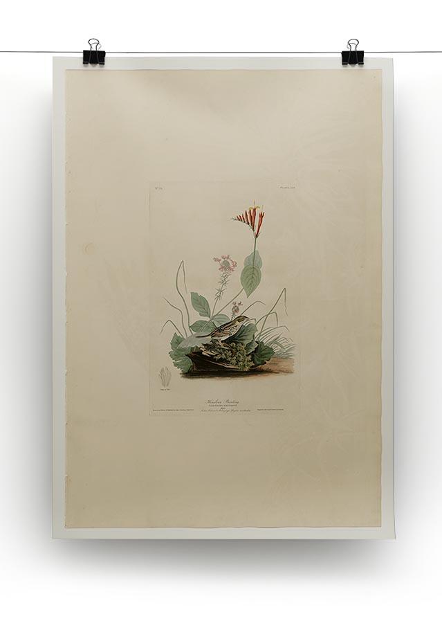 Henslows Bunting by Audubon Canvas Print or Poster - Canvas Art Rocks - 2