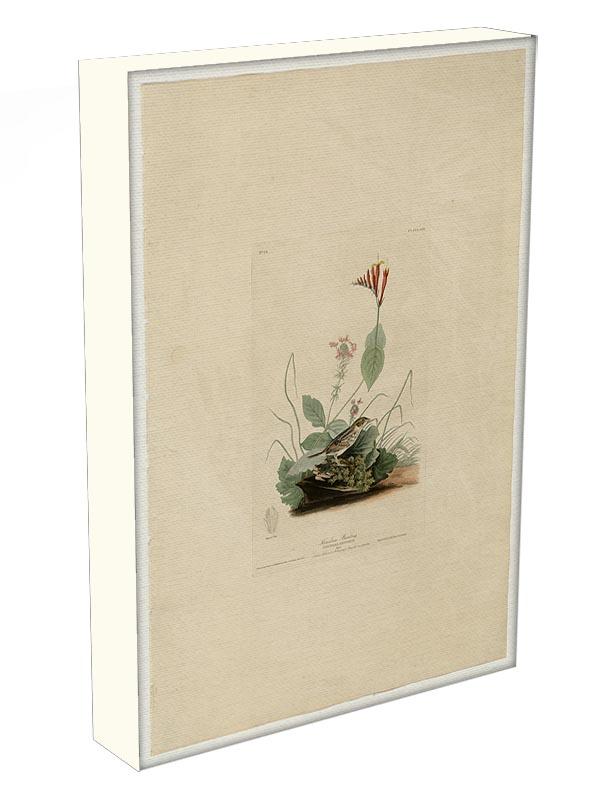 Henslows Bunting by Audubon Canvas Print or Poster - Canvas Art Rocks - 3