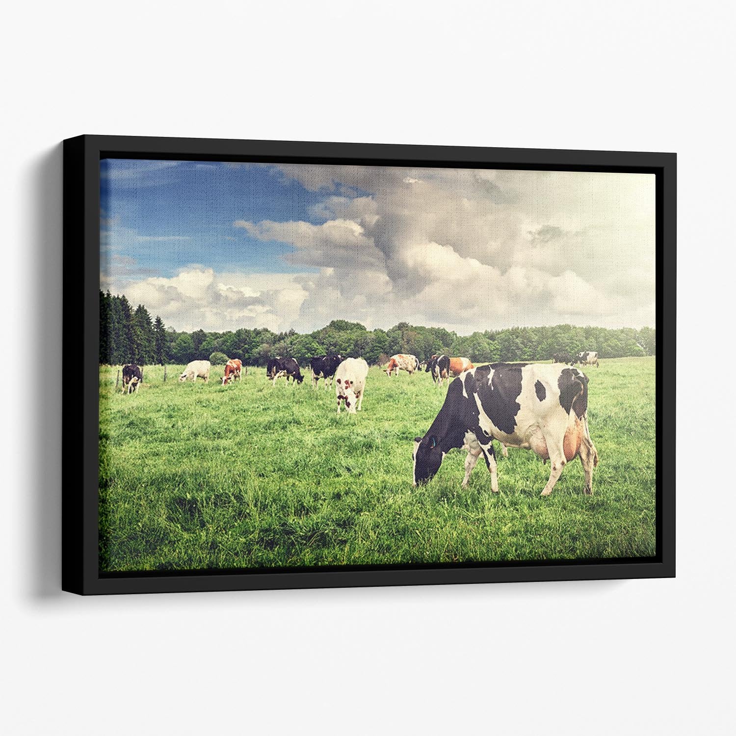 Herd of cows grazing at summer green field Floating Framed Canvas - Canvas Art Rocks - 1
