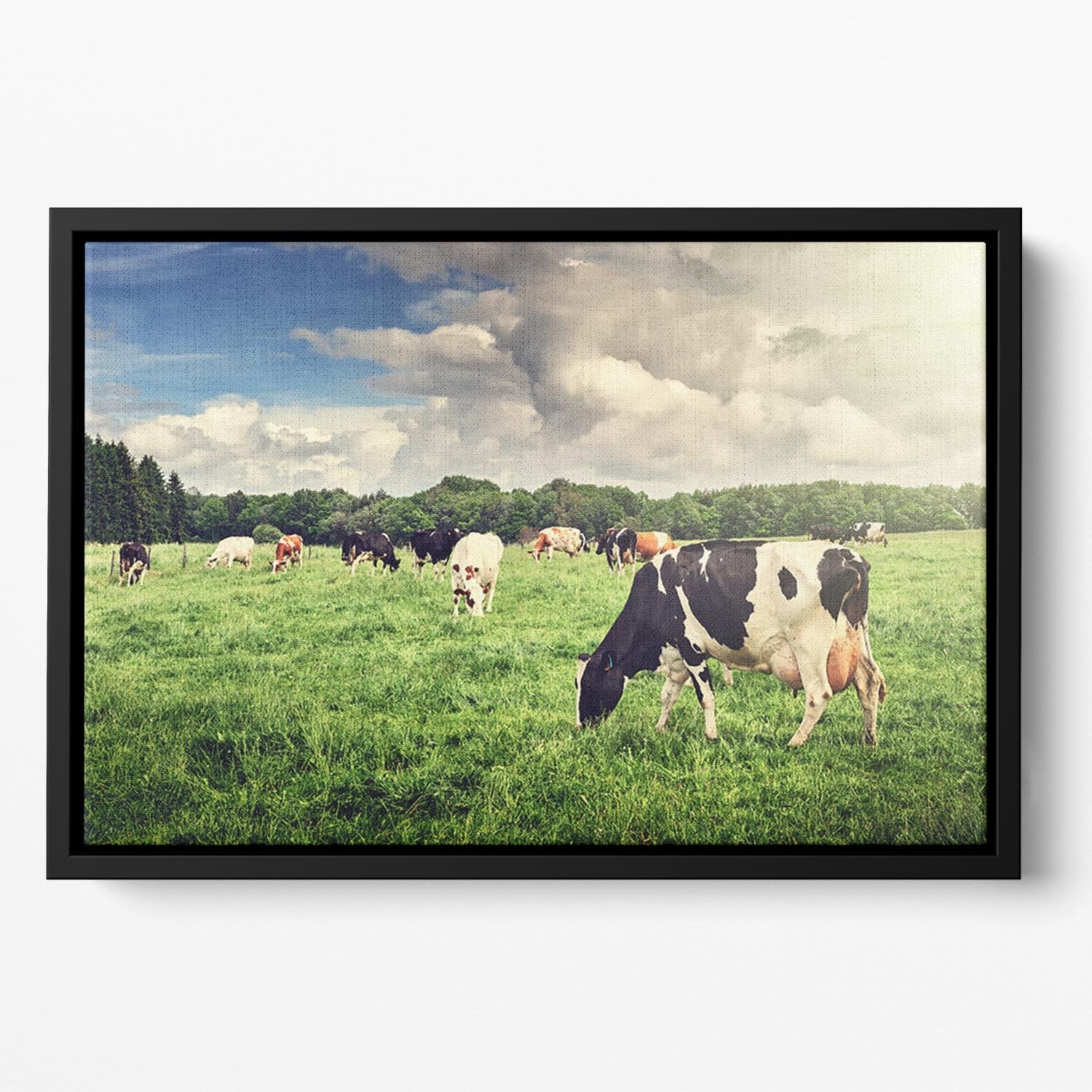 Herd of cows grazing at summer green field Floating Framed Canvas - Canvas Art Rocks - 2