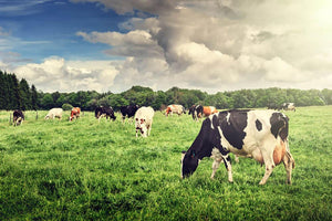 Herd of cows grazing at summer green field Wall Mural Wallpaper - Canvas Art Rocks - 1