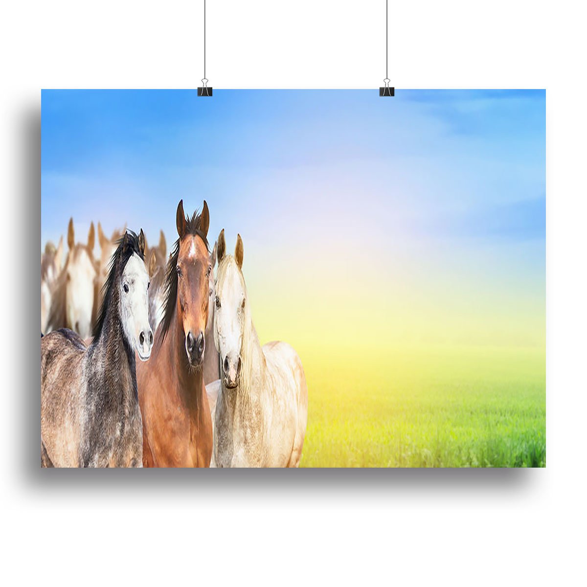 Herd of horses on background of summer Canvas Print or Poster