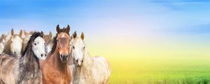Herd of horses on background of summer Wall Mural Wallpaper - Canvas Art Rocks - 1