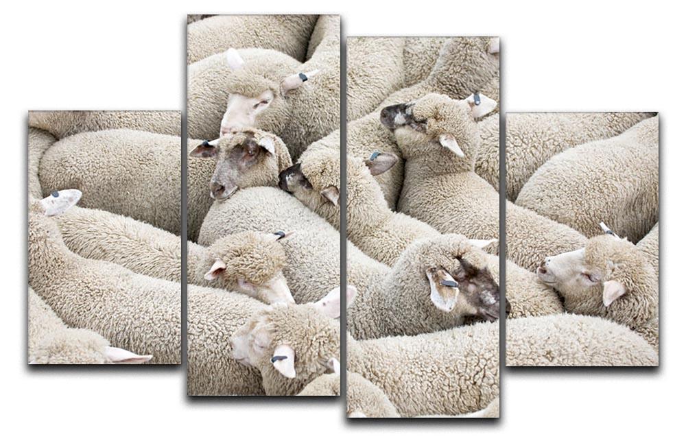 Herd of sheep on a truck 4 Split Panel Canvas - Canvas Art Rocks - 1