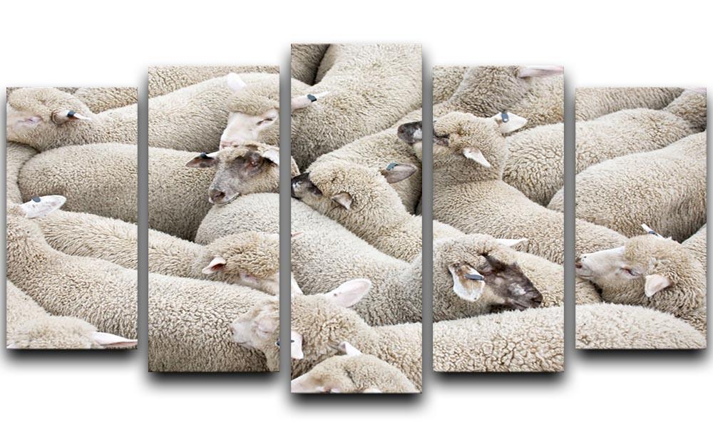Herd of sheep on a truck 5 Split Panel Canvas - Canvas Art Rocks - 1
