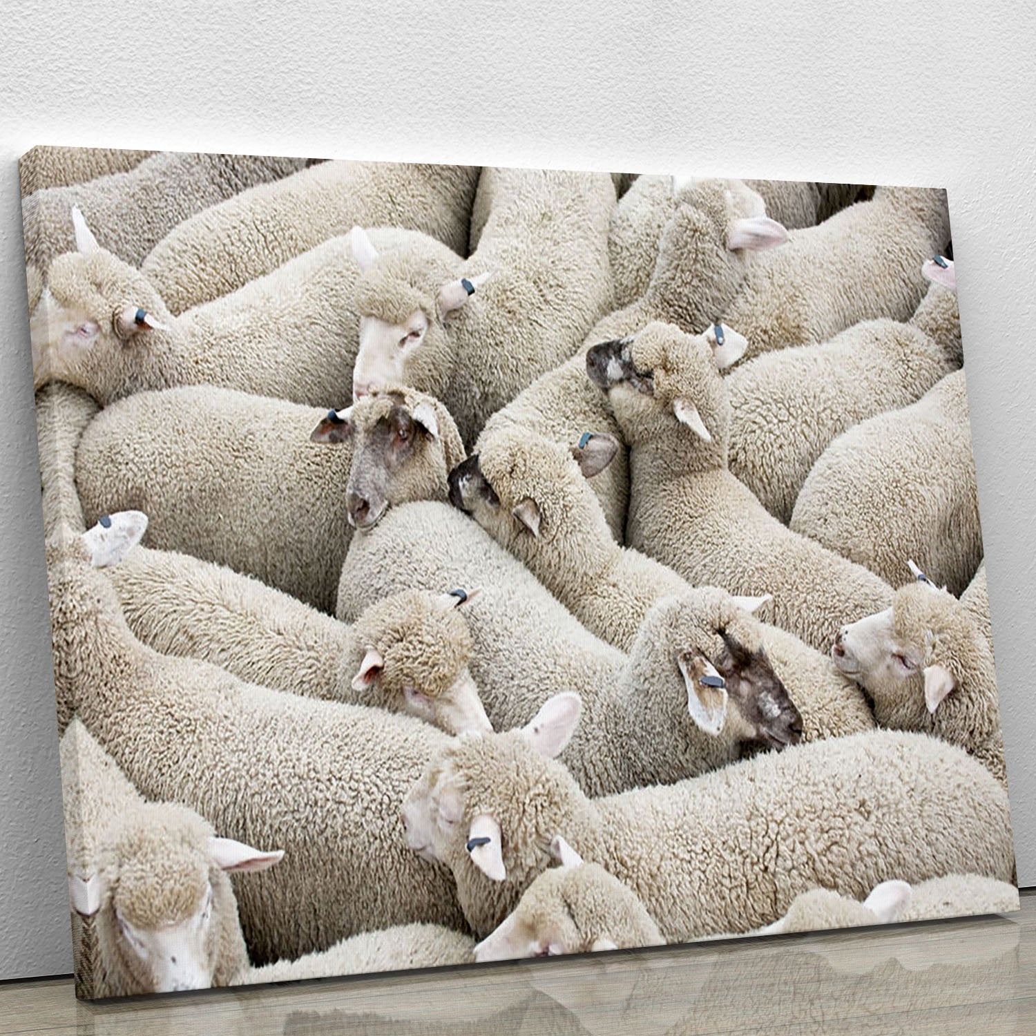 Herd of sheep on a truck Canvas Print or Poster