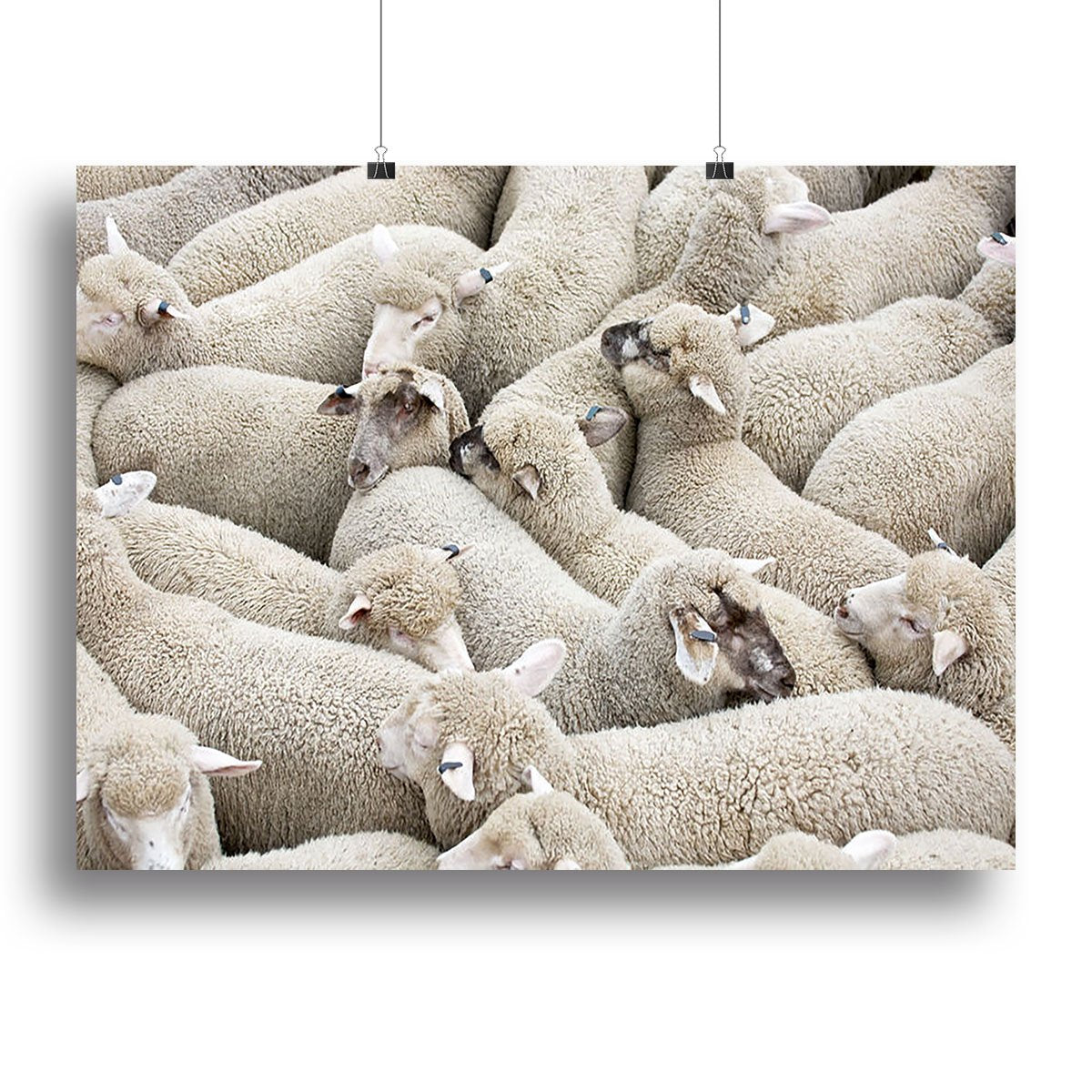 Herd of sheep on a truck Canvas Print or Poster