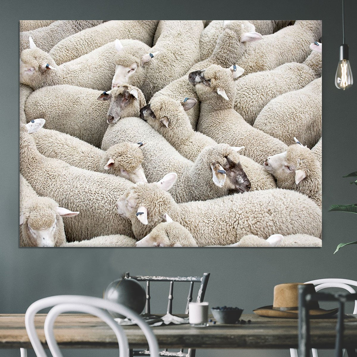 Herd of sheep on a truck Canvas Print or Poster