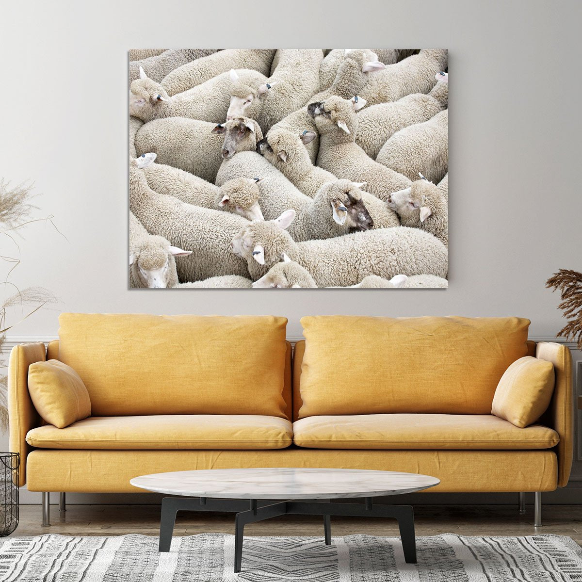 Herd of sheep on a truck Canvas Print or Poster