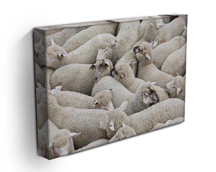 Herd of sheep on a truck Canvas Print or Poster - Canvas Art Rocks - 3