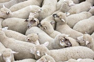 Herd of sheep on a truck Wall Mural Wallpaper - Canvas Art Rocks - 1