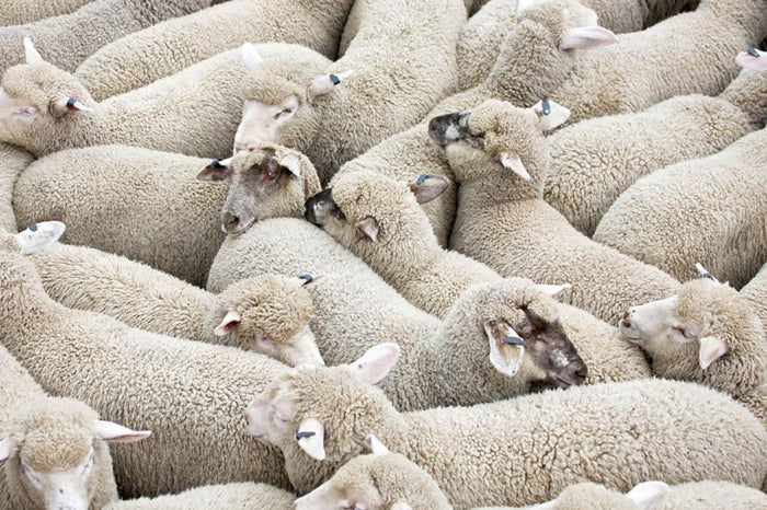 Herd of sheep on a truck Wall Mural Wallpaper
