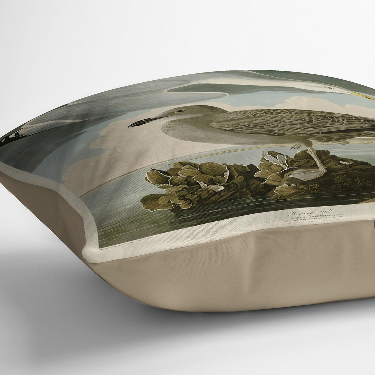 Herring Gull by Audubon Cushion