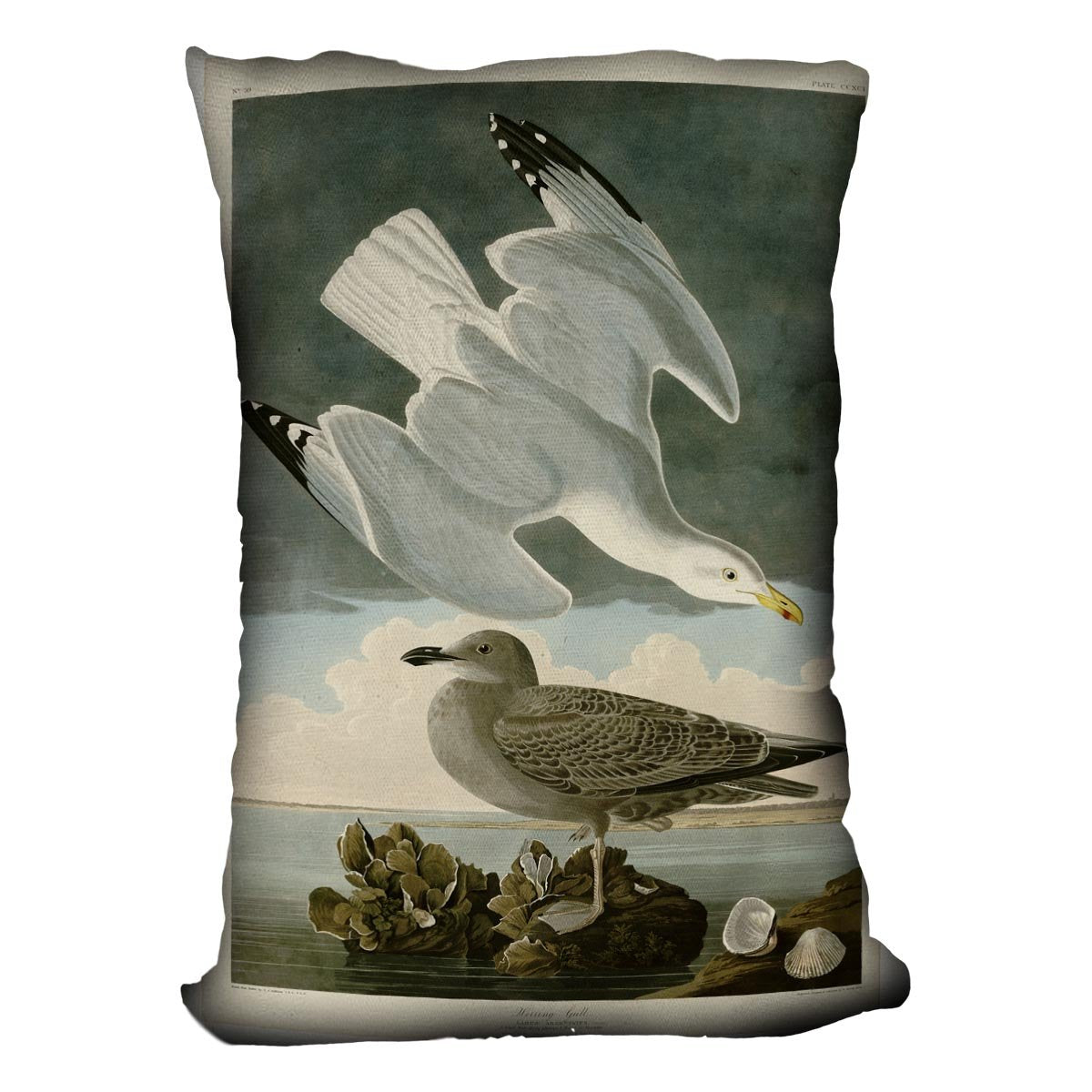 Herring Gull by Audubon Cushion