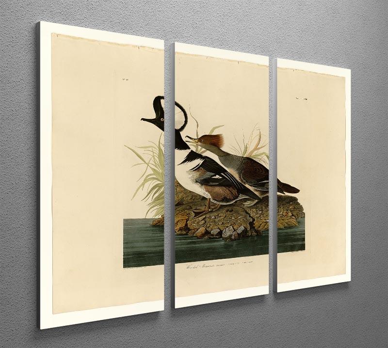 Hooded Merganser by Audubon 3 Split Panel Canvas Print - Canvas Art Rocks - 2