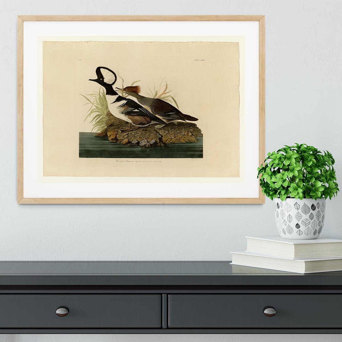 Hooded Merganser by Audubon Framed Print - Canvas Art Rocks - 3