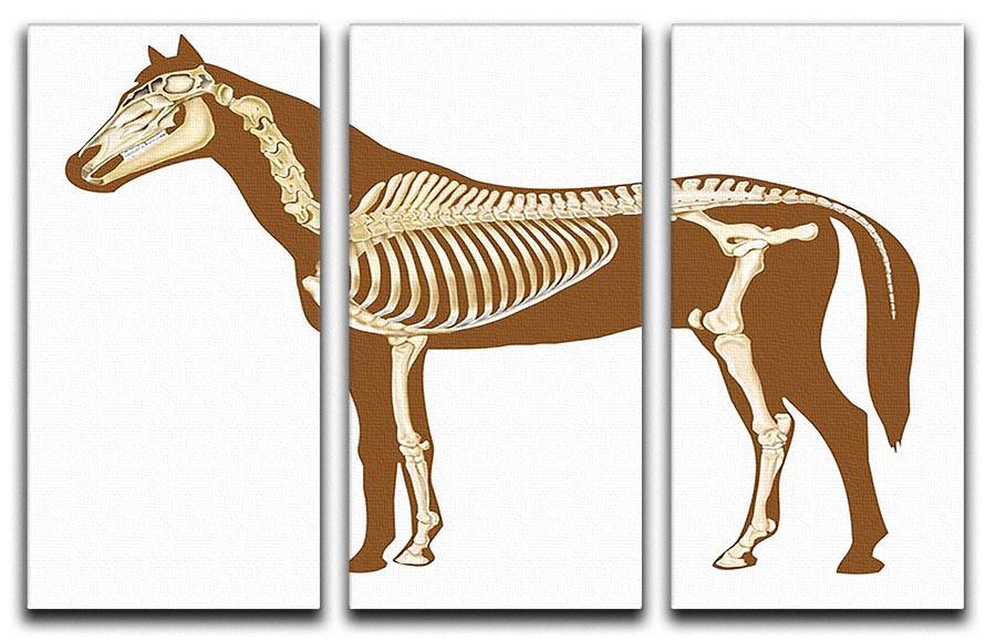 Horse skeleton section with bones x-ray 3 Split Panel Canvas Print - Canvas Art Rocks - 1