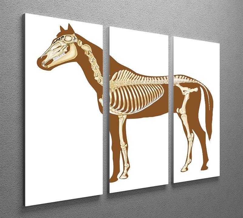Horse skeleton section with bones x-ray 3 Split Panel Canvas Print - Canvas Art Rocks - 2