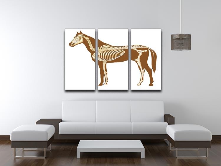 Horse skeleton section with bones x-ray 3 Split Panel Canvas Print - Canvas Art Rocks - 3