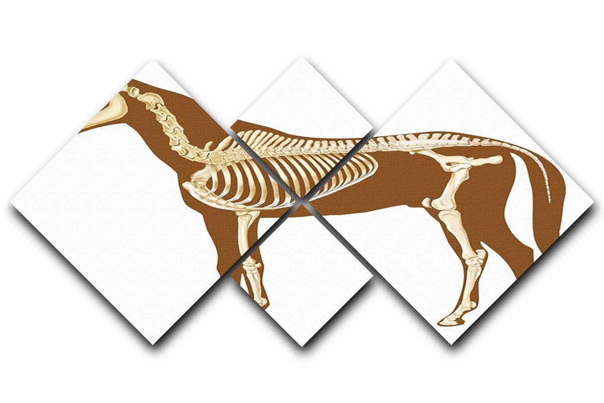 Horse skeleton section with bones x-ray 4 Square Multi Panel Canvas - Canvas Art Rocks - 1