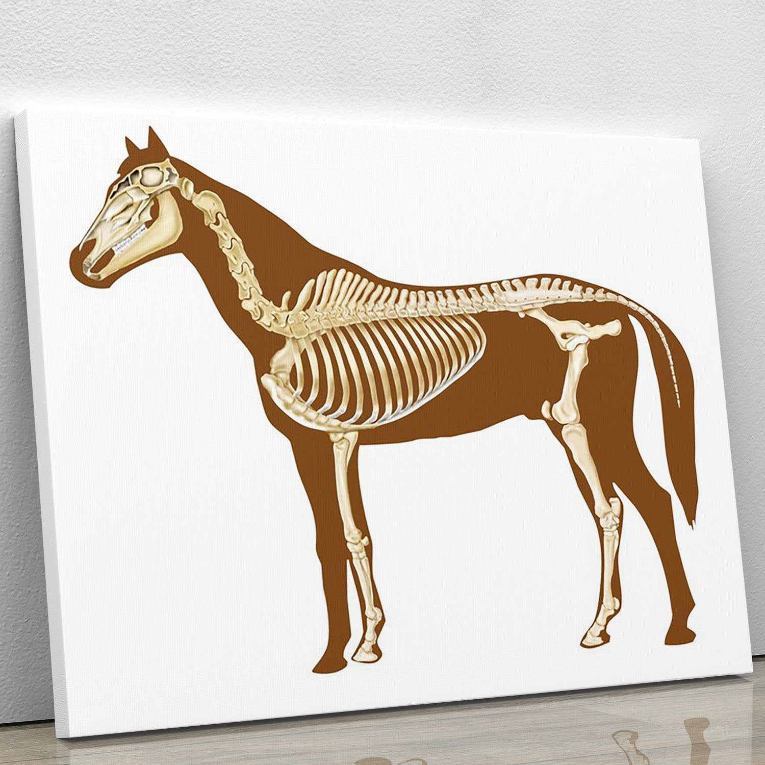 Horse skeleton section with bones x-ray Canvas Print or Poster