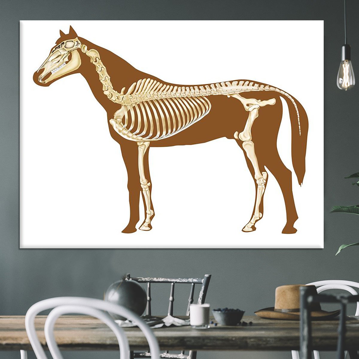 Horse skeleton section with bones x-ray Canvas Print or Poster