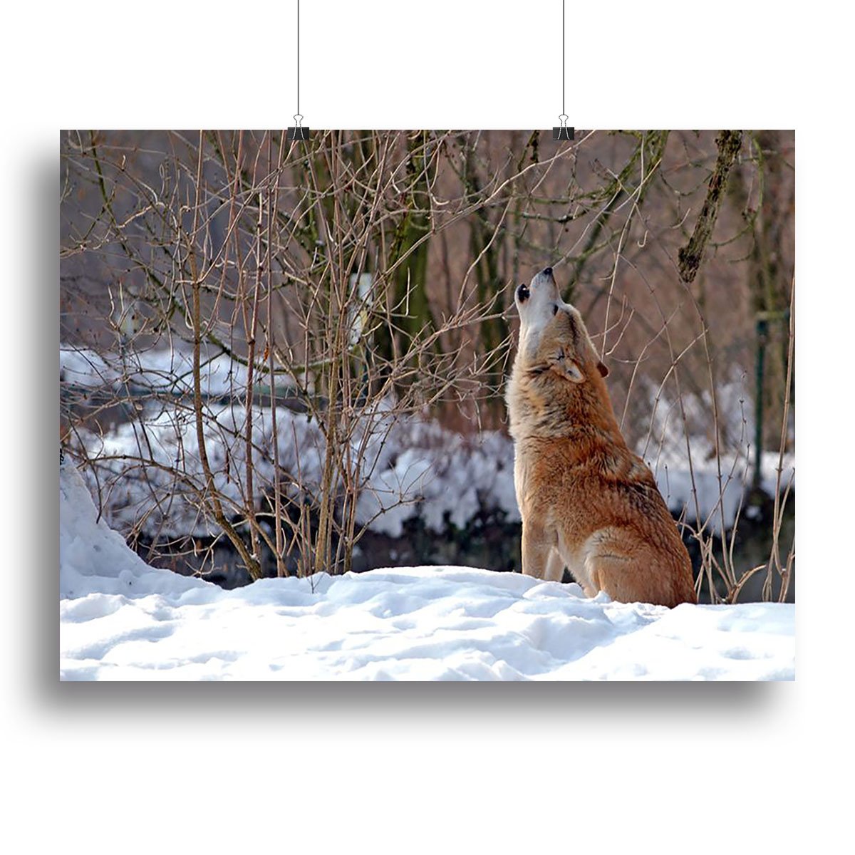 Howling wolf in winter scenery Canvas Print or Poster