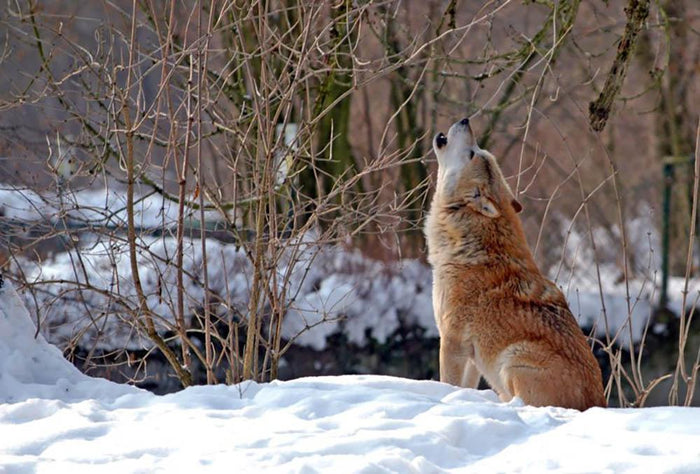 Howling wolf in winter scenery Wall Mural Wallpaper