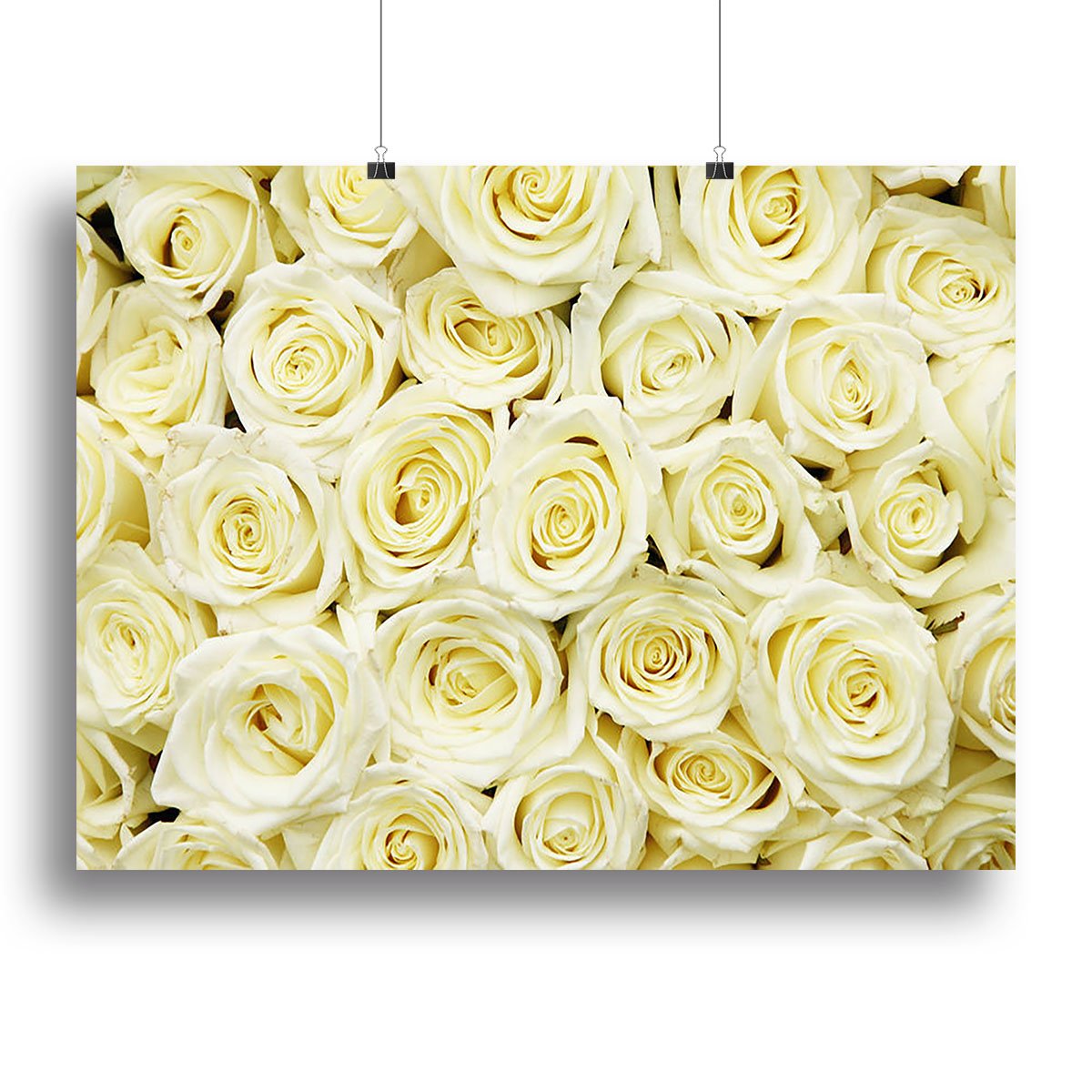 Huge bouquet of white roses Canvas Print or Poster