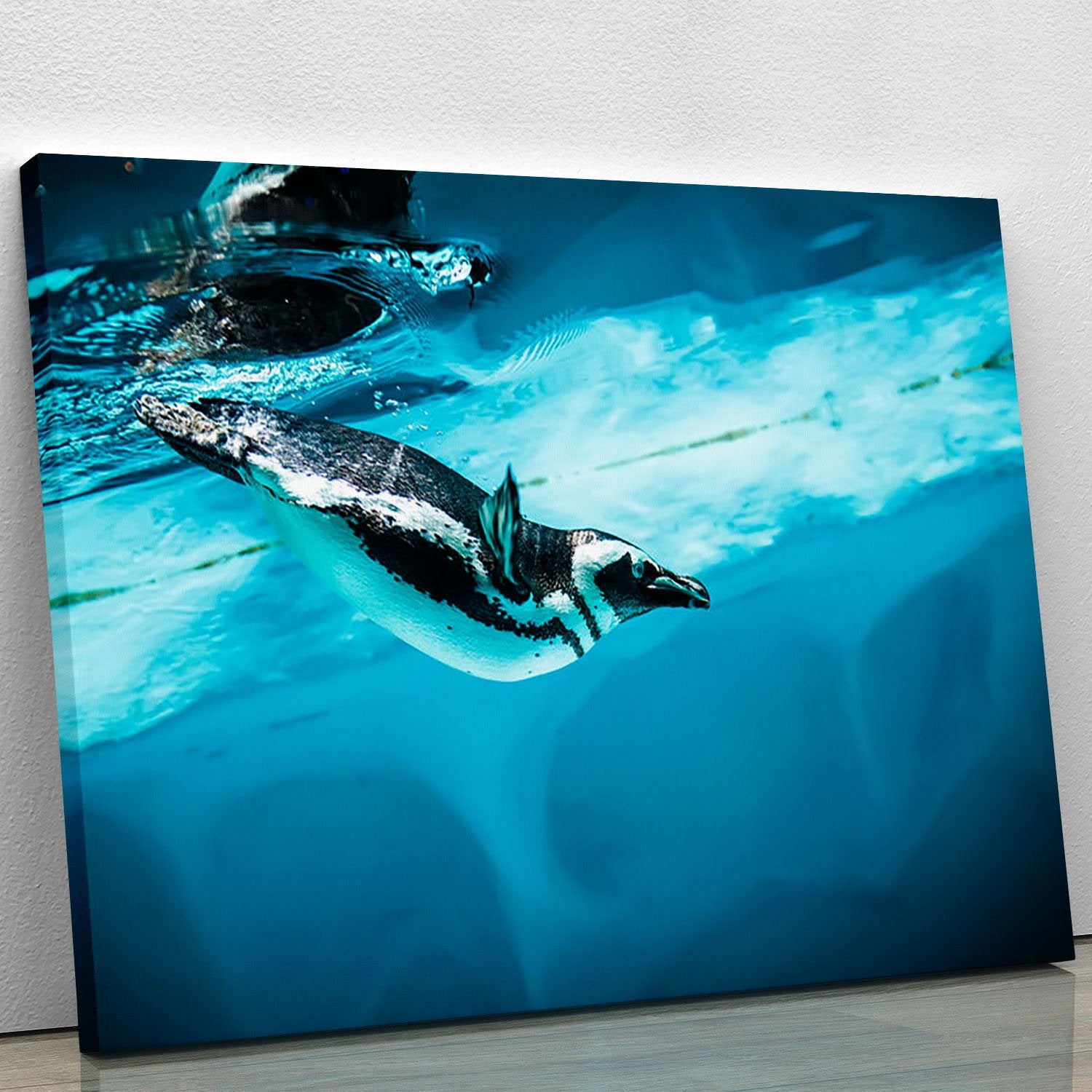 Humboldt Penguin Canvas Print or Poster