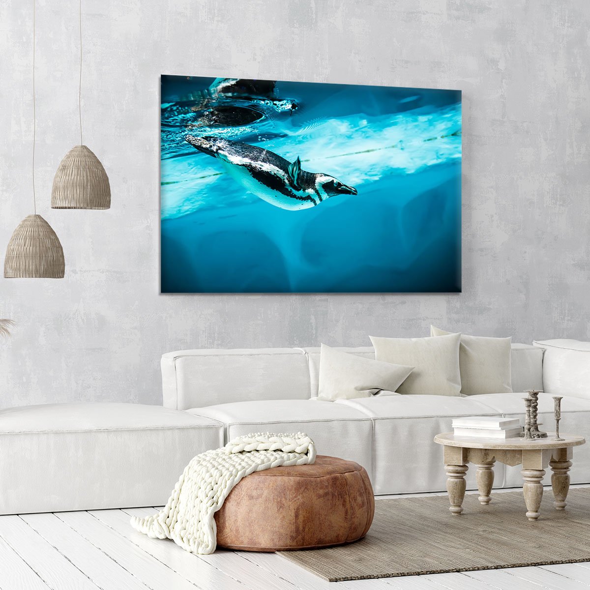 Humboldt Penguin Canvas Print or Poster