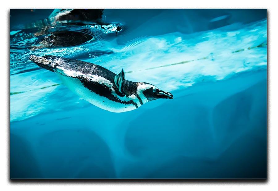 Humboldt Penguin Canvas Print or Poster - Canvas Art Rocks - 1