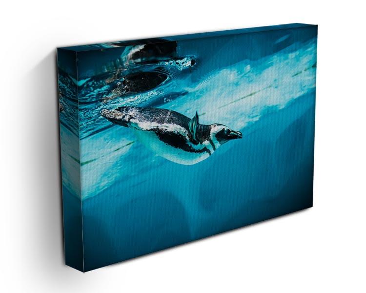 Humboldt Penguin Canvas Print or Poster - Canvas Art Rocks - 3
