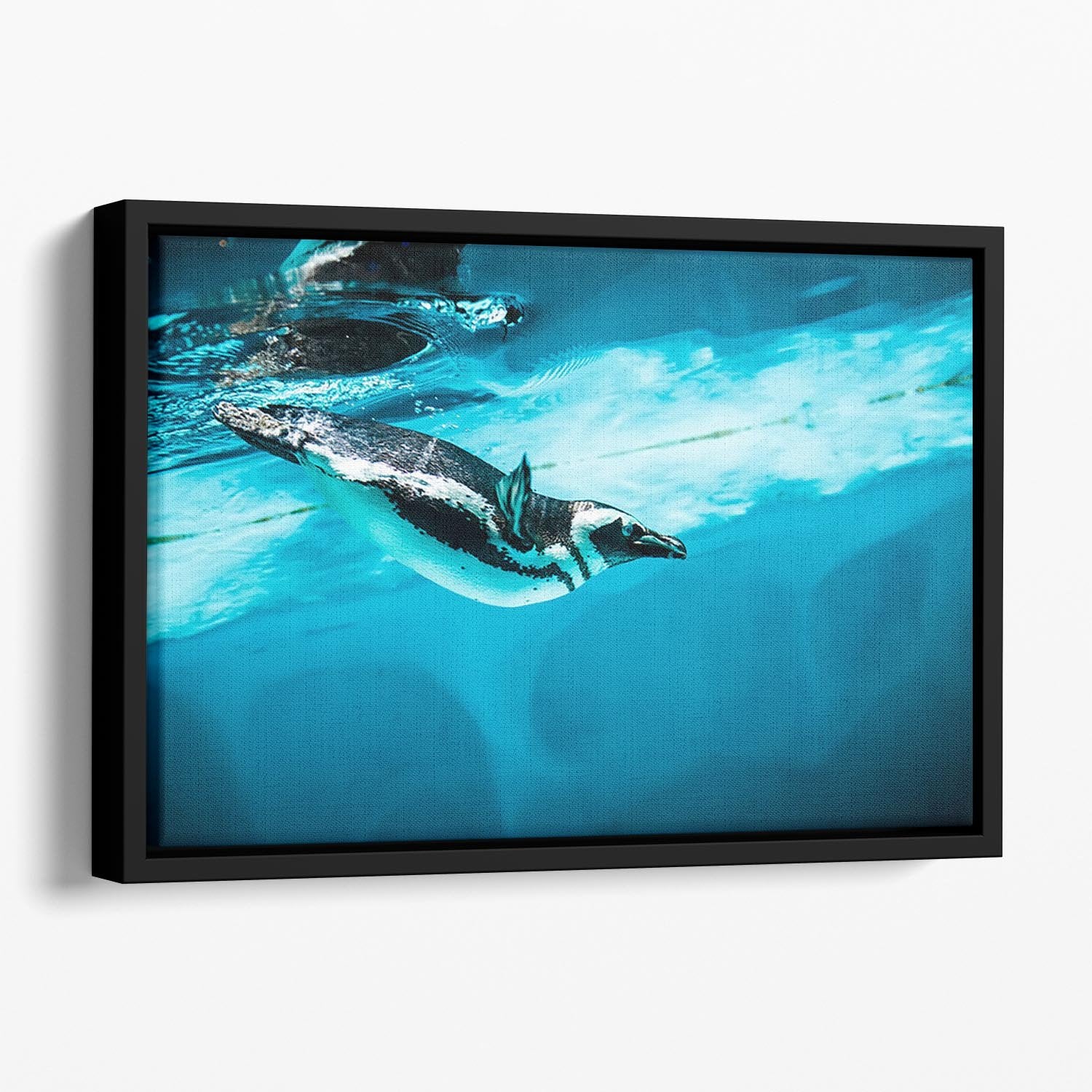 Humboldt Penguin Floating Framed Canvas - Canvas Art Rocks - 1