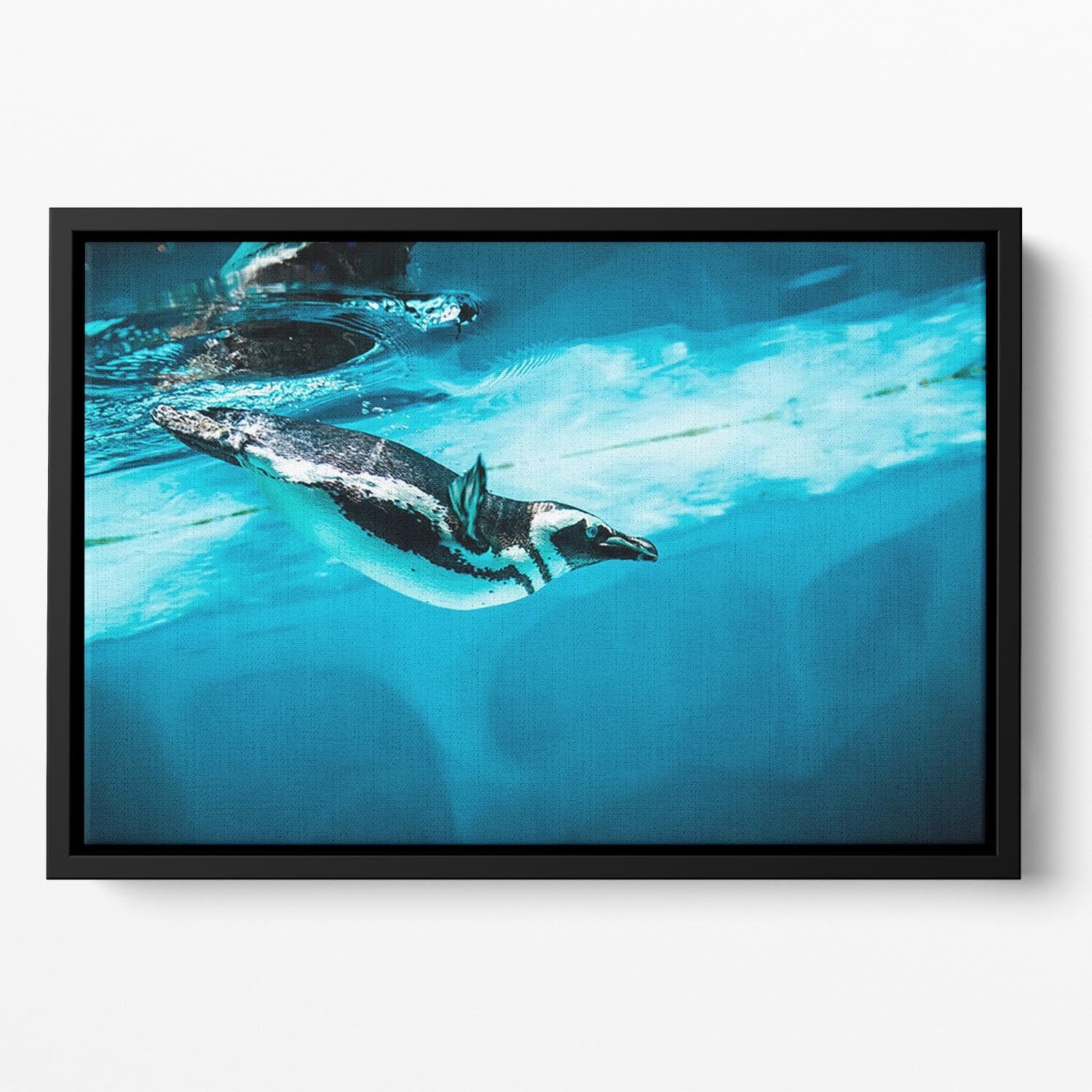 Humboldt Penguin Floating Framed Canvas - Canvas Art Rocks - 2