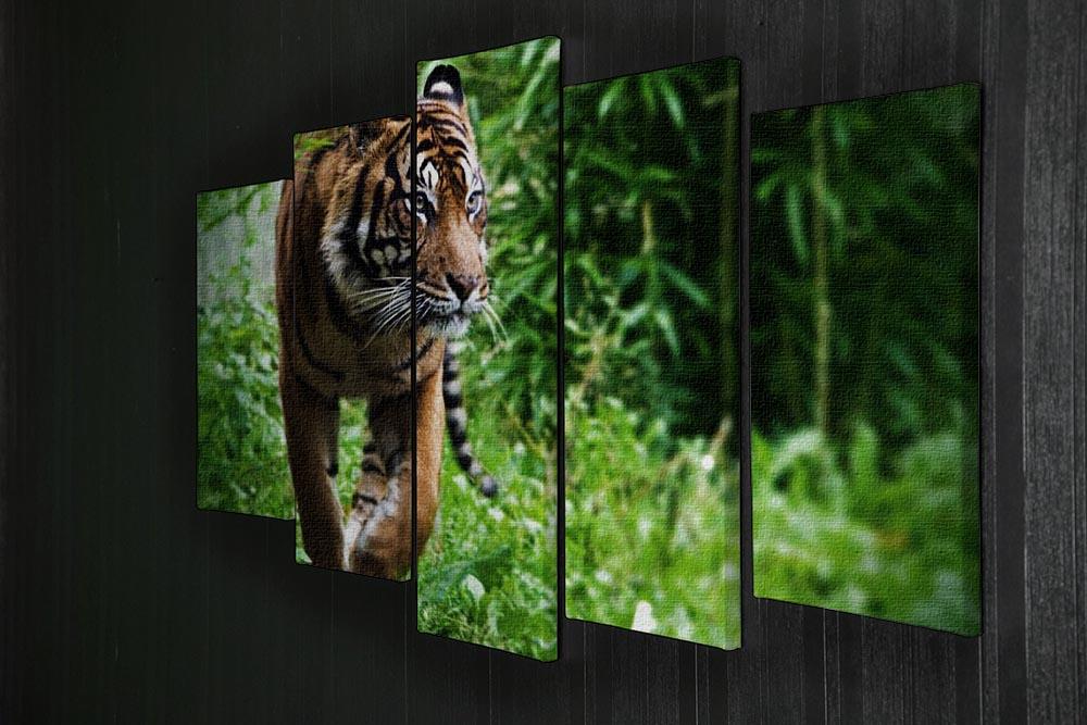 Hunting Tiger at the zoo 5 Split Panel Canvas - Canvas Art Rocks - 2
