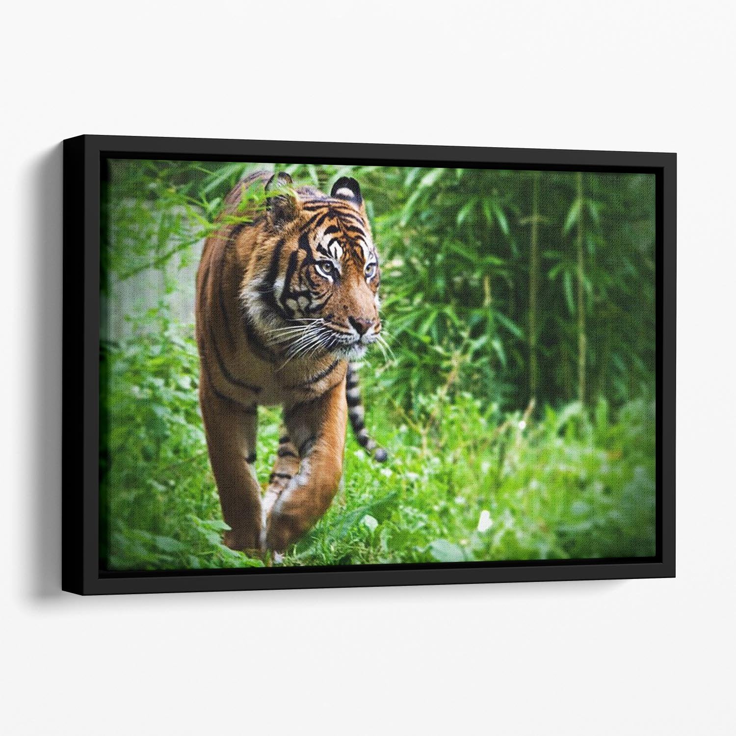 Hunting Tiger at the zoo Floating Framed Canvas - Canvas Art Rocks - 1