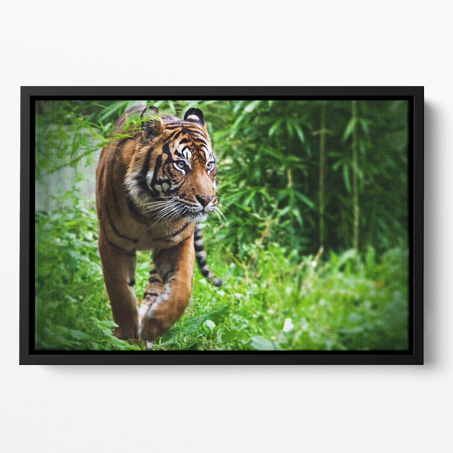 Hunting Tiger at the zoo Floating Framed Canvas - Canvas Art Rocks - 2