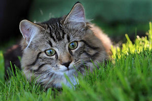 Hunting in the grass Wall Mural Wallpaper - Canvas Art Rocks - 1
